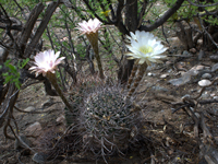 Echinopsis leucantha