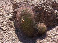 Echinopsis leucantha