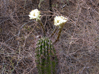 Echinopsis leucantha