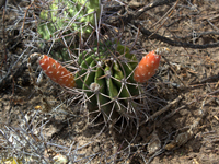 Echinopsis leucantha