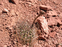 Echinopsis leucantha