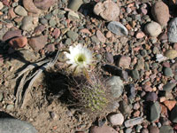 Echinopsis leucantha