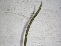 Echinocereus leucanthus