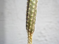 Echinocereus leucanthus