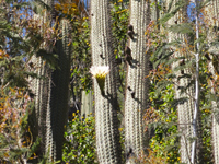 Echinopsis litoralis
