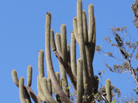 Echinopsis litoralis