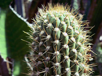 Echinopsis litoralis