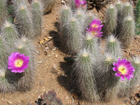 Echinocereus longisetus