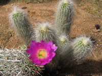 Echinocereus longisetus