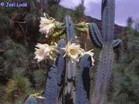 Echinopsis macrogona