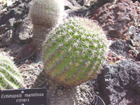 Echinopsis mamillosa