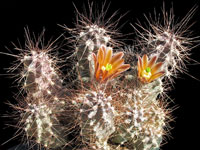 Echinocereus mapimiensis