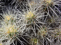 Echinocereus maritimus