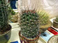 Echinopsis marsoneri