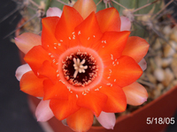 Echinopsis marsoneri