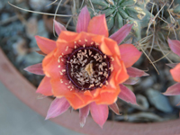 Echinopsis marsoneri