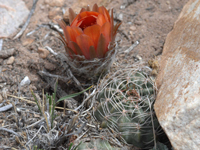 Echinopsis marsoneri