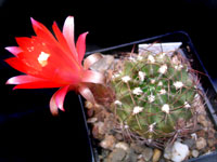 Echinopsis maximiliana