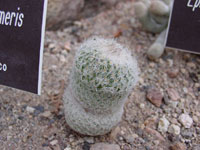 Epithelantha micromeris