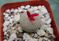 Epithelantha micromeris