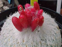 Epithelantha micromeris