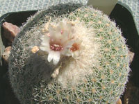 Epithelantha greggii