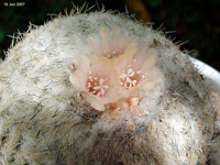 Epithelantha pachyrhiza