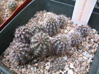 Echinopsis mirabilis