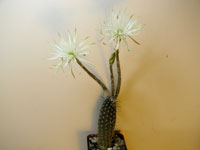 Echinopsis mirabilis