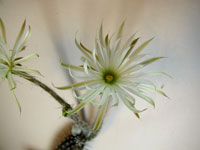 Echinopsis mirabilis