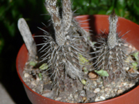 Echinopsis mirabilis