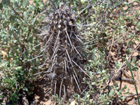 Echinopsis mirabilis