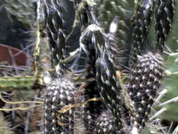 Echinopsis mirabilis