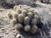 Echinocereus mojavensis