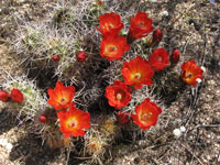 Echinocereus mojavensis