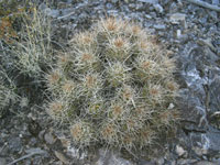 Echinocereus mojavensis