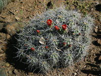 Echinocereus mojavensis