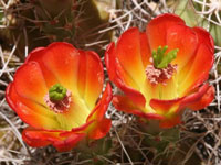 Echinocereus mojavensis