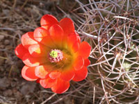 Echinocereus mojavensis