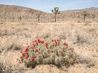 Echinocereus mojavensis