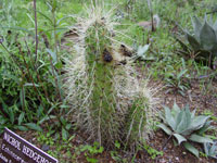 Echinocereus nicholii