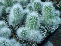 Echinocereus nivosus