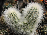 Echinocereus nivosus