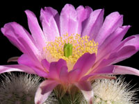 Echinocereus nivosus