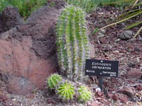 Echinopsis obrepanda