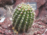 Echinopsis obrepanda