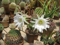 Echinopsis obrepanda