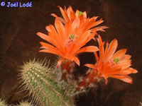 Echinocereus ortegae