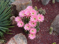 Echinopsis oxygona