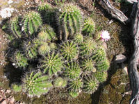 Echinopsis oxygona